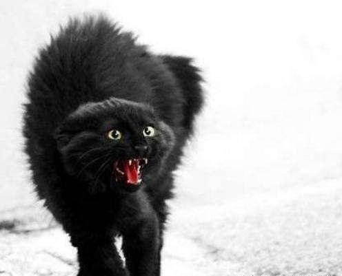 猫咪睡觉时感觉身上有东西,回头一看,只听见猪叫声