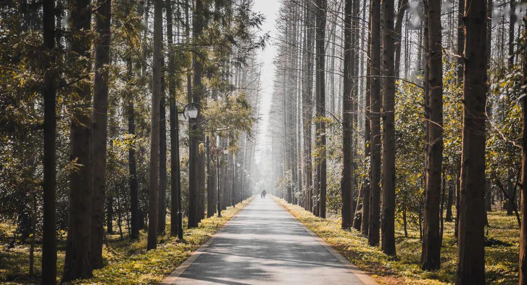 【转载】上海迪士尼即将重新开园,趁机重游这座城!