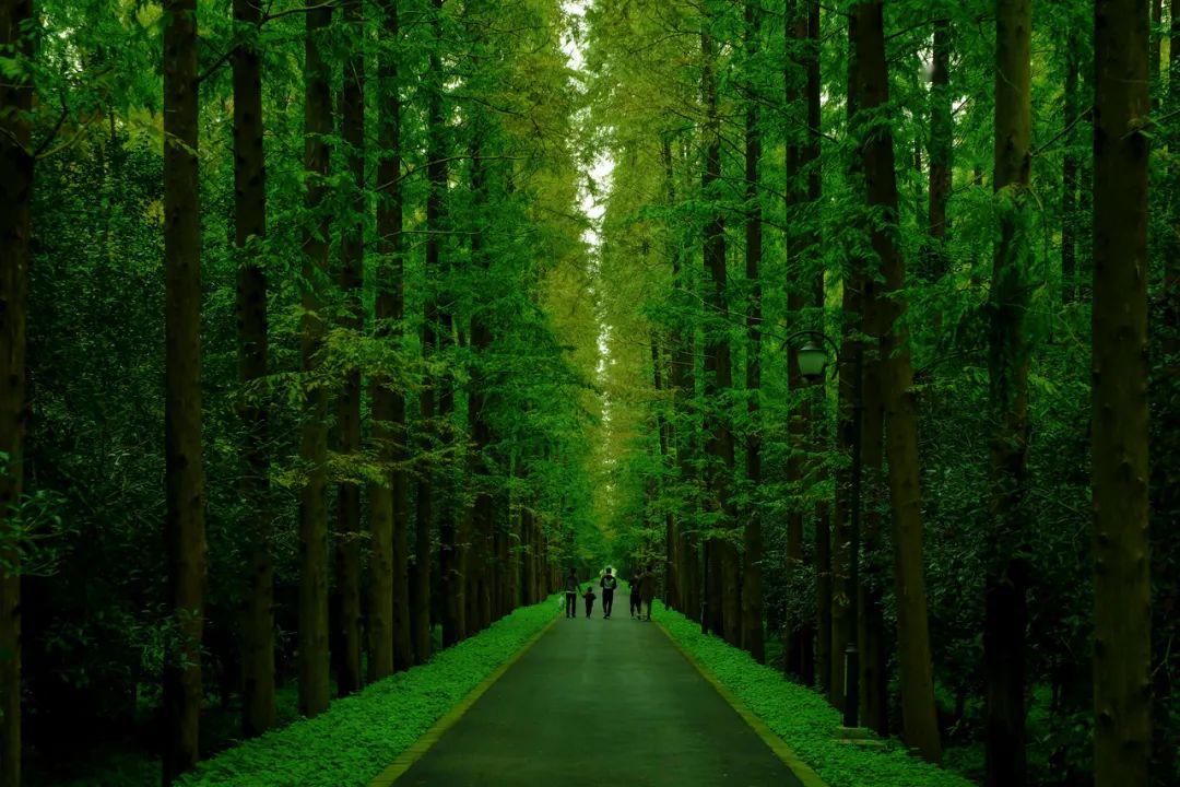 【转载】上海迪士尼即将重新开园,趁机重游这座城!