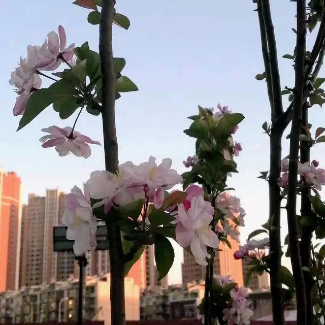 花燃烧生命的方式,是不畏惧任何事,人也一样,加油