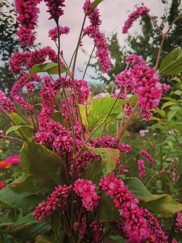 花燃烧生命的方式,是不畏惧任何事,人也一样,加油