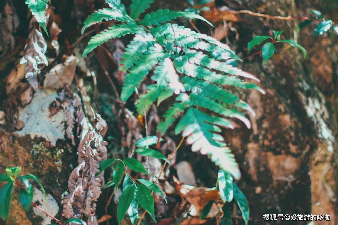 【转载】马云都来悄悄拜访!这座浙西小县城,究竟有什么魔力?