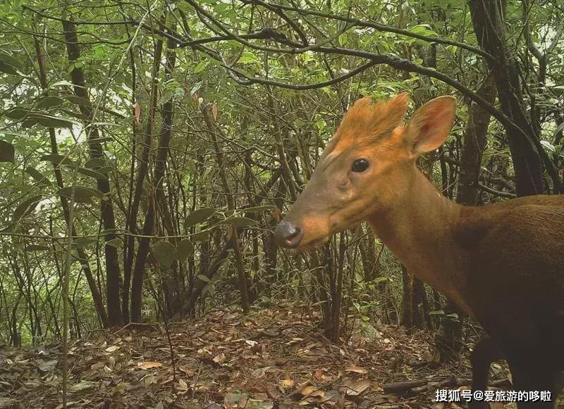 【转载】马云都来悄悄拜访!这座浙西小县城,究竟有什么魔力?