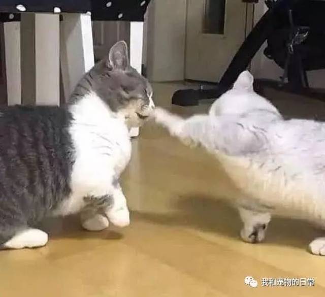 相亲相爱的两只猫突然闹翻了,原来猫咪真的好心机的!