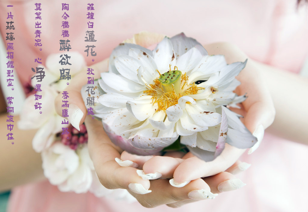 江南荷