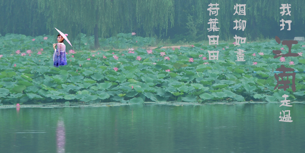 江南荷