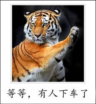 看个老虎风险都这么大 本屌教你正确的观赏姿势!