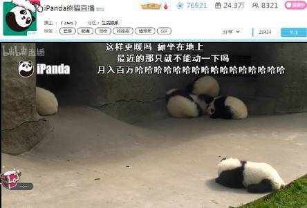 看个老虎风险都这么大 本屌教你正确的观赏姿势!
