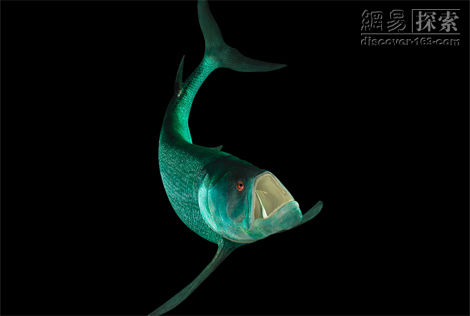 海洋中的12种史前怪兽
