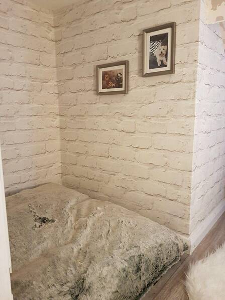 这狗狗和哈利波特都住在楼梯下面,可人家的房间明显好得不得了