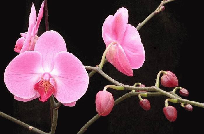兰 花 赏 (多图)
