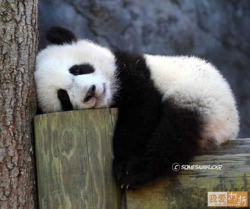 午睡以手代枕三大危害