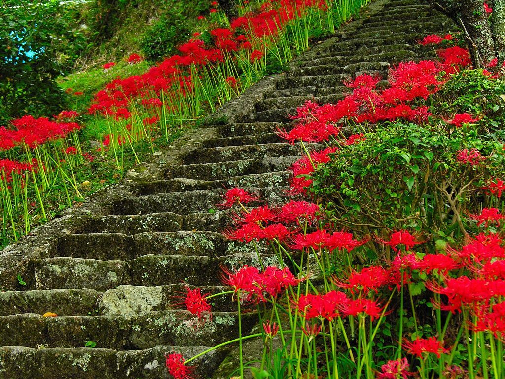 彼岸花——曼珠沙华,曼陀罗华