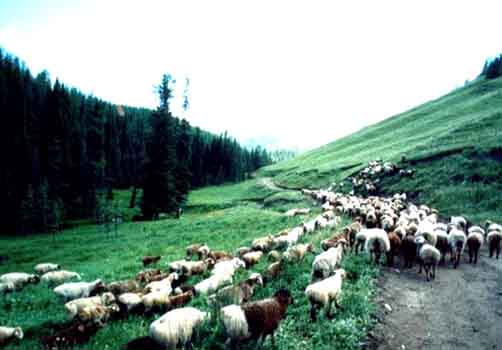 美食新疆(配图啊)让你流口水啊!