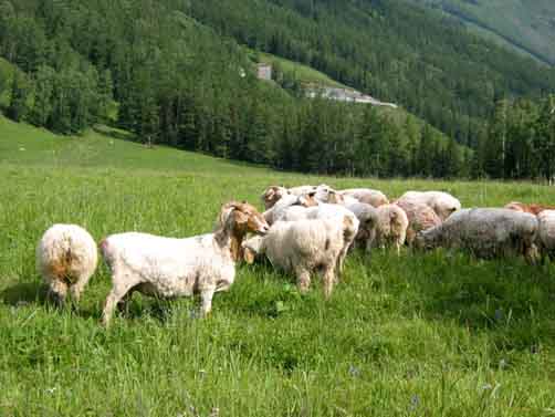 美食新疆(配图啊)让你流口水啊!