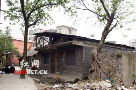 一棵树造型像猛男 网友称很黄很邪恶(组图)