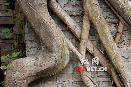 一棵树造型像猛男 网友称很黄很邪恶(组图)