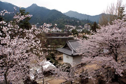 震前日本各地美景 东京飘落樱花泪