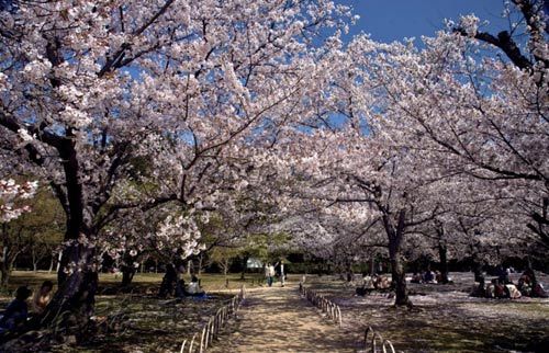 震前日本各地美景 东京飘落樱花泪