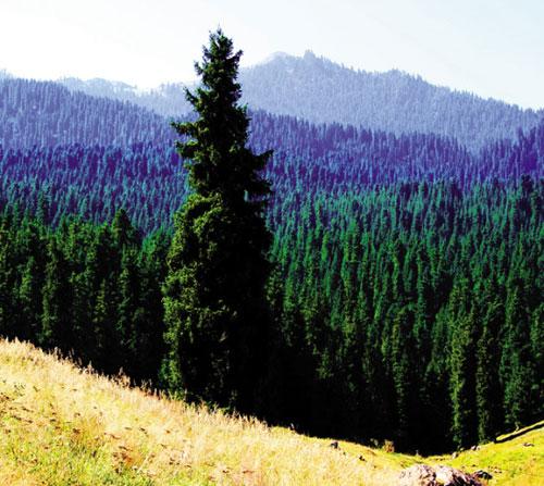 新疆天山天池:美甲一方的高山湖泊(转)