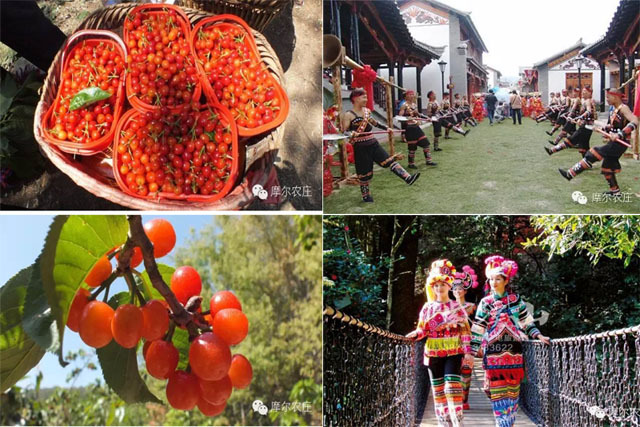 剧透!云南紫溪山樱桃节,好浓郁的少数民族风情!丨摩尔农庄节日