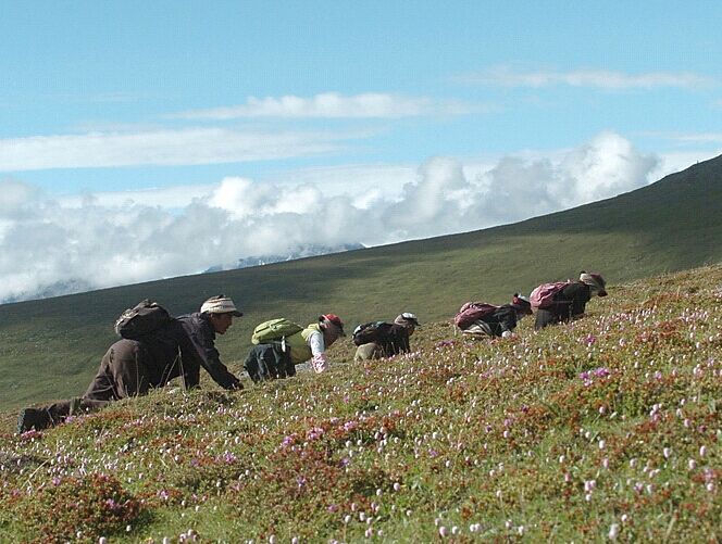 寻宝亚丁——亚丁新玩法,首届虫草文化体验活动即将启动
