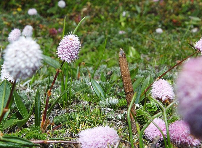 寻宝亚丁——亚丁新玩法,首届虫草文化体验活动即将启动