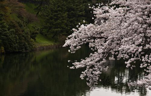 震前日本各地美景 东京飘落樱花泪