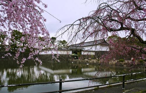 震前日本各地美景 东京飘落樱花泪