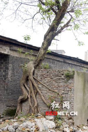 一棵树造型像猛男 网友称很黄很邪恶(组图)