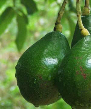 5种水果 夏天吃润肤效果好