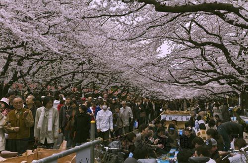 震前日本各地美景 东京飘落樱花泪