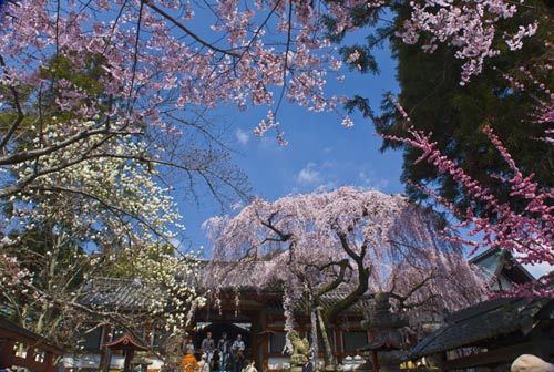 震前日本各地美景 东京飘落樱花泪