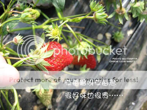 你看你看,世界的脸。<夏威夷,加拿大以及俺的故乡>