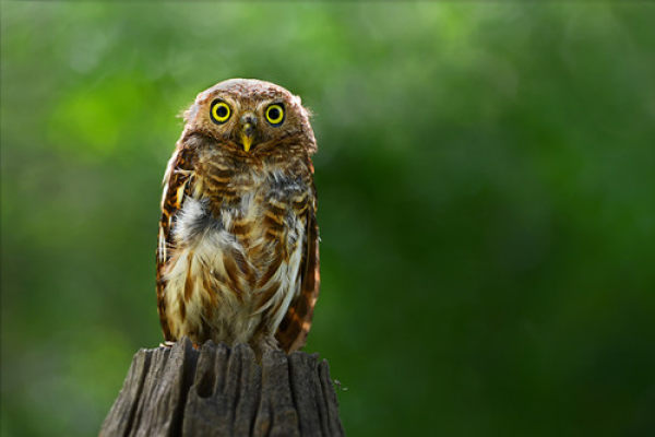 【转】夜猫子更聪明?