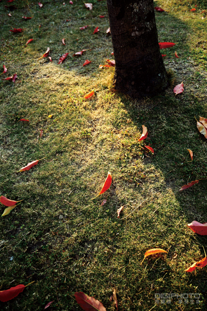 拍好局部特写的10大技巧【转载】