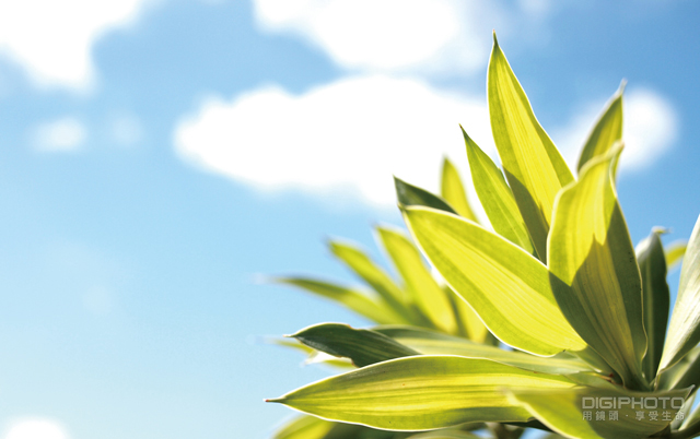 拍好局部特写的10大技巧【转载】