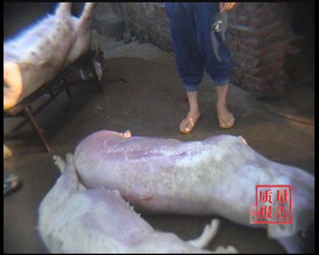 三鹿算什么?看过这个你还有吃的欲望吗