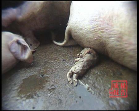 三鹿算什么?看过这个你还有吃的欲望吗