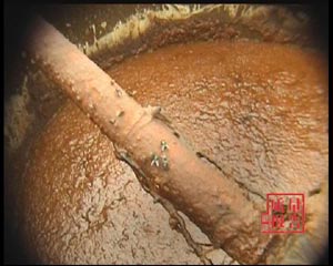 三鹿算什么?看过这个你还有吃的欲望吗