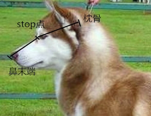 怎么判断纯种哈士奇