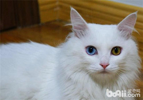 中国本土的猫咪品种有哪些?
