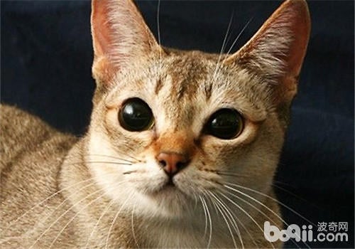 新加坡猫价格,新加坡猫多少钱一只?