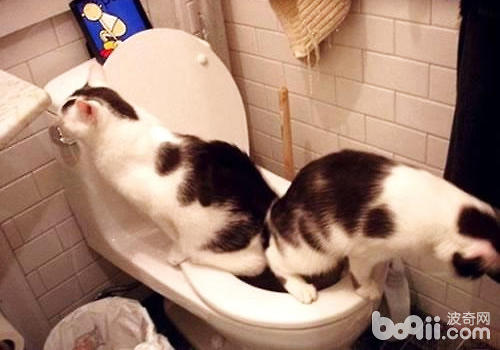 训练猫咪不要随地大小便的方法