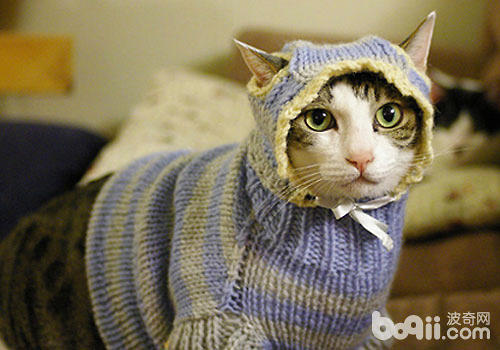 冬天了,猫咪美容打扮有讲究