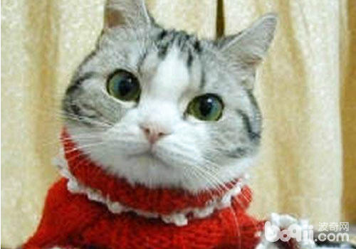 冬天了,猫咪美容打扮有讲究