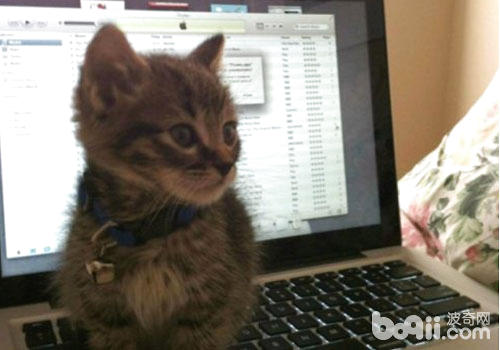 猫咪喜欢爬键盘怎么办?