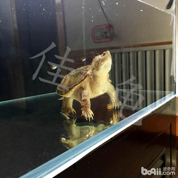佛鳄龟绝食,全身溃烂病例报告
