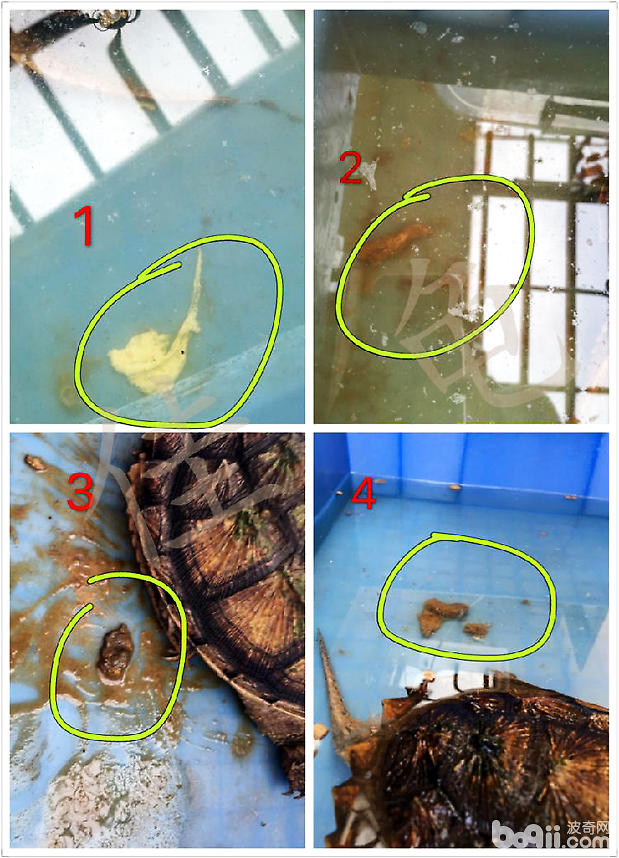 佛鳄龟绝食,全身溃烂病例报告