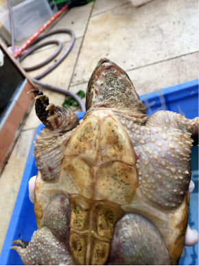 佛鳄龟绝食,全身溃烂病例报告